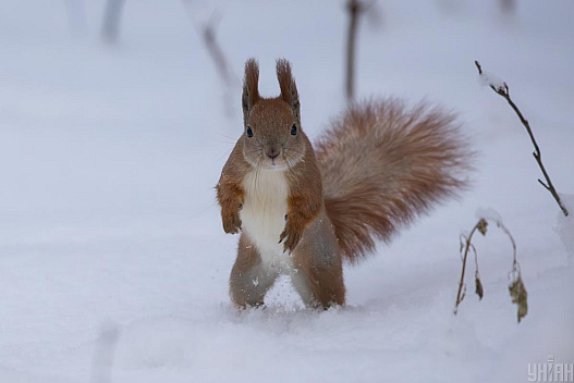 Сьогодні у Києві буде найхолодніший день тижня - we.ua