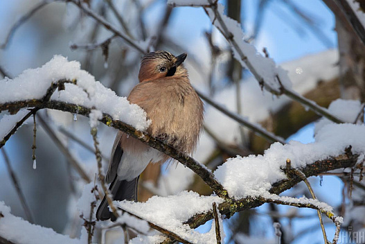 20 січня температура в Києві підніметься до -8° - we.ua