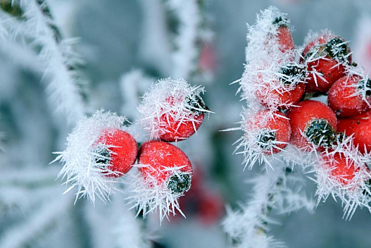 Холоднеча відступає, але ненадовго: синоптикиня попередила про загрозу нових морозів - we.ua