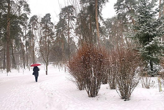 Антициклон руйнується: синоптикиня повідомила, як зміниться погода в Україні 22 січня - we.ua