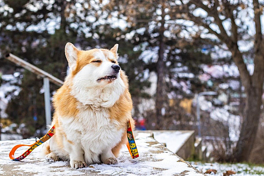 26 січня до України прийде відчутне потепління аж до відлиги, - синоптикиня Діденко - we.ua