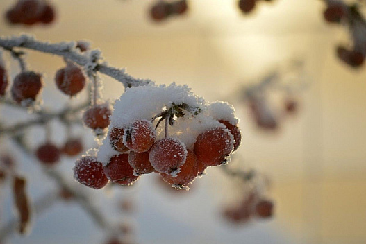 24 січня по всій Україні йтиме сніг - we.ua