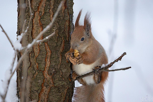 27 січня в Києві буде мокрий сніг і дощ - we.ua