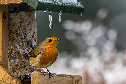 28 січня по всій Україні буде довгоочікуваний 