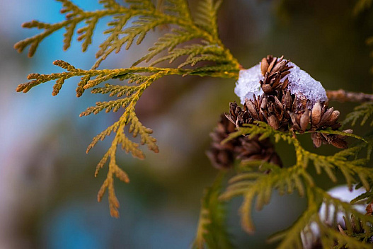 29 січня потепління в Україні триватиме: де температура порадує найбільше - we.ua