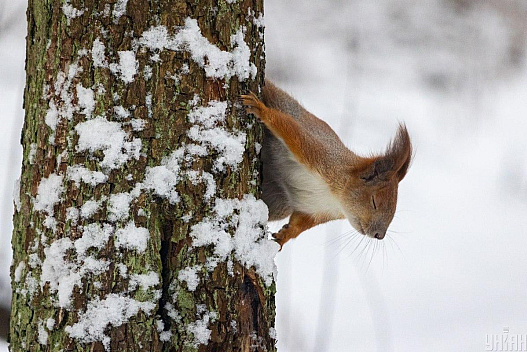 30 січня у Києві вдарить мороз - we.ua