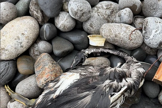 Поблизу південного берега Криму зафіксовано масштабну нафтову пляму та мертвих птахів - weua.social