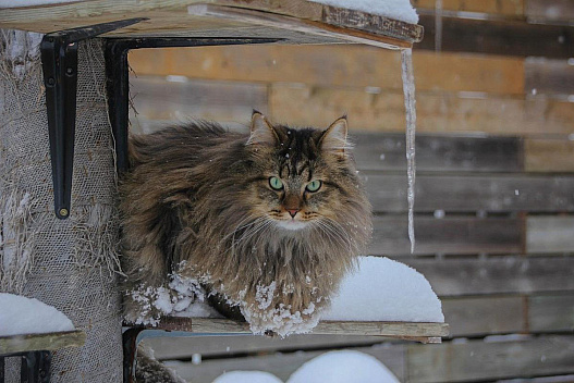 Початок лютого в Україні може стати найхолоднішим за два десятиліття, - синоптик - weua.social