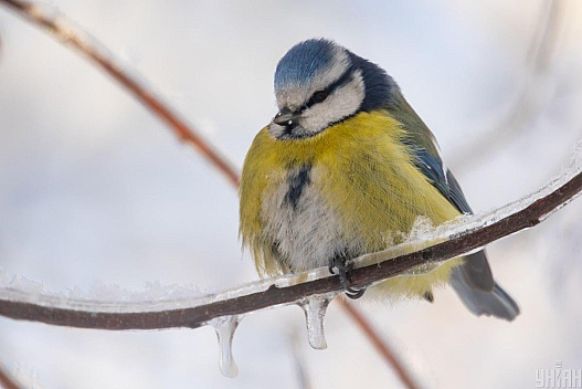 3 лютого на киян чекає 15-градусний мороз - weua.social