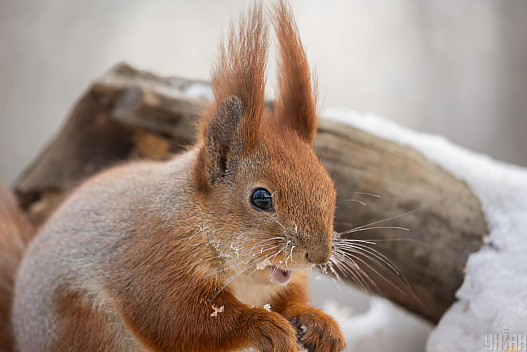 4 лютого у Києві буде 10-градусний мороз - we.ua