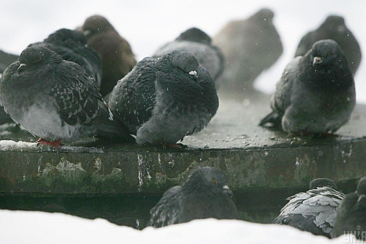 Сильні морози поки що відступили, але вже скоро очікується нове похолодання, - синоптикиня - we.ua