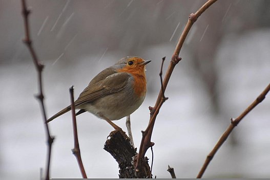 На вихідних сніг і дощі накриють майже всю Україну - we.ua