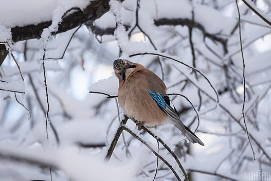Завтра в Києві буде найхолодніший день тижня, потім - потепління - we.ua