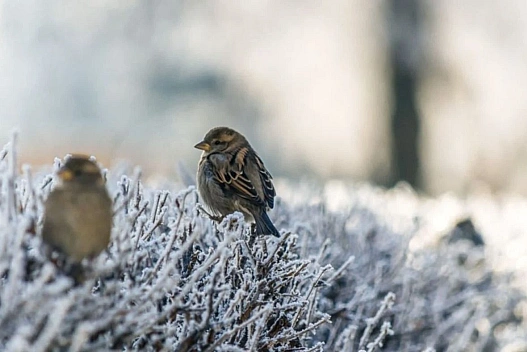 Нічні морози до -18° і відлига вдень: прогноз погоди в Україні на 11 лютого - we.ua