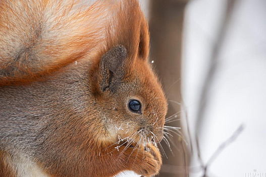 11 лютого до Києва прийде довгоочікуване потепління - we.ua