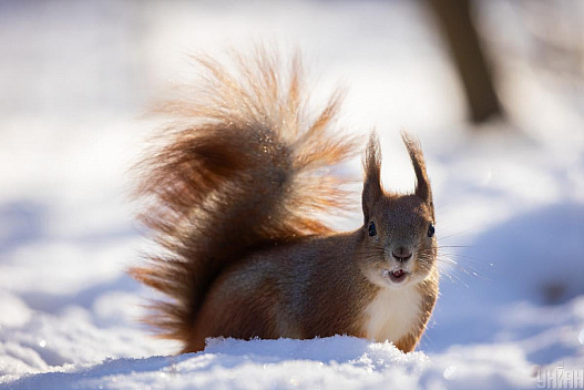 Завтра в Києві буде найхолодніший день тижня - we.ua