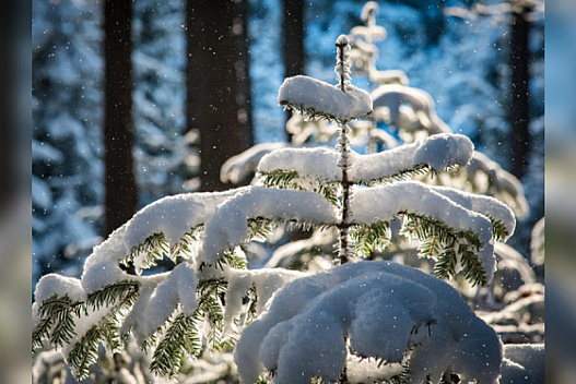 Снігопади та хуртовини повертаються: синоптики попереджають про нову хвилю циклонів - we.ua