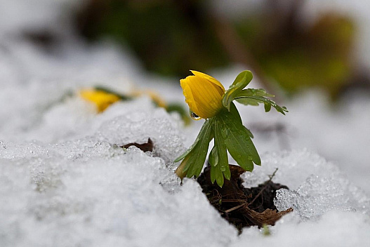 Вже цього тижня до України прийде метеорологічна весна, - синоптик - we.ua