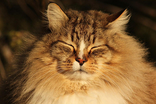 Україну розігріє до +13°: синоптик розказав, коли погода покращиться - we.ua