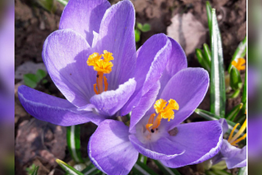 Морози в березні, спека в травні: синоптики приголомшили прогнозом на весну - we.ua