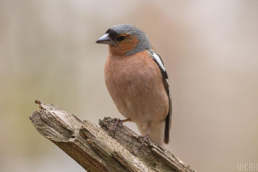 Перед вихідними в Україні стане тепліше - we.ua