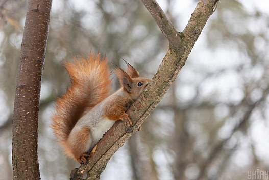 27 лютого до Києва повернеться невеликий 