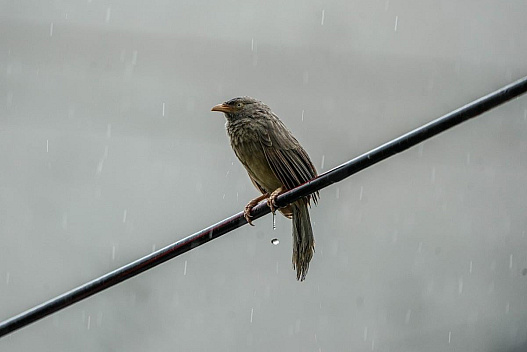 Вже завтра в Україні відчутно похолоднішає та почнуться перші дощі, - синоптикиня Діденко - we.ua