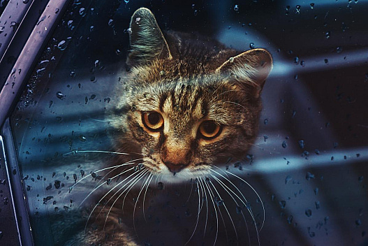 19 березня на киян чекає неприємна холодна погода - we.ua