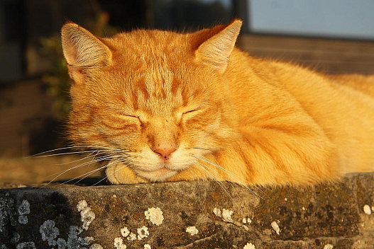 Синоптикиня Діденко назвала точну дату, коли в Україні відчутно потеплішає - we.ua