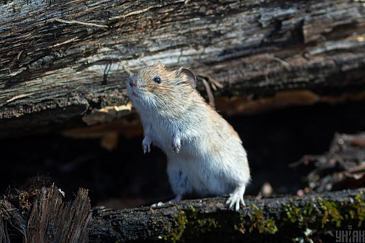 20 березня в Києві потеплішає і з’явиться сонце - we.ua