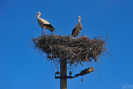 Синоптикиня розказала, яка погода чекає на українців у день весняного рівнодення - we.ua