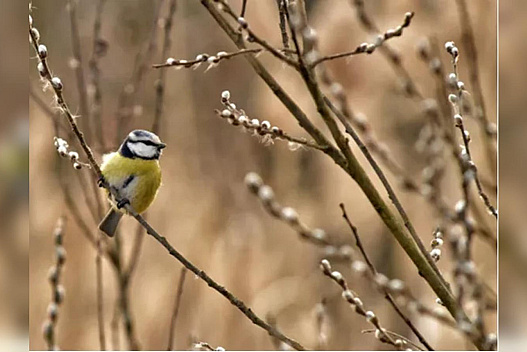 Весна прийшла остаточно, але ночі ще холодні та місцями мокрий сніг: прогноз погоди на вихідні 21 та 22 березня - we.ua