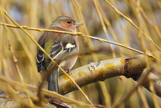 Субота принесе в Україну тепло до +13° - we.ua