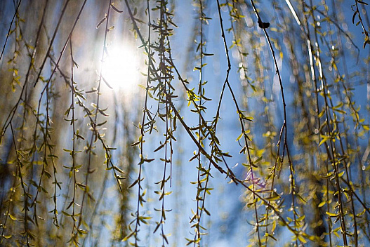 Завтра в Києві стане тепліше: прогноз на 24 березня - we.ua