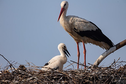 23 березня в Києві ще буде прохолодно, попереду – потепління - we.ua