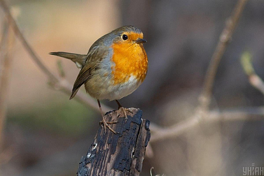 Комфортне тепло потішить українців 26 березня, - синоптикиня Діденко - we.ua