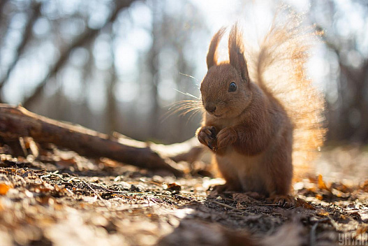 Тепло наростає: у середині тижня Україну розігріє до +17° - we.ua