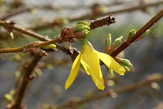 В Україну заходить весняне тепло: до +18 градусів - Гідрометцентр - we.ua