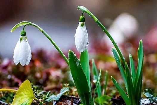 Потепління до 18 градусів та дощі в кількох областях: чого чекати від погоди 27 березня - we.ua