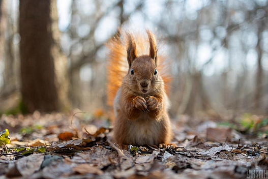 30 березня в Україну зайде похолодання: які області зачепить - we.ua