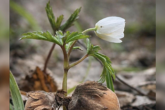 Квітень розпочнеться з капризів погоди: прогноз синоптиків на тиждень 30 березня — 5 квітня - we.ua