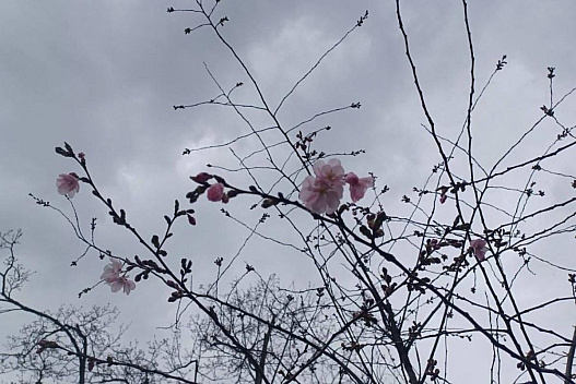 У Києві почався сезон цвітіння сакур та магнолій: де їх можна побачити - weua.dev