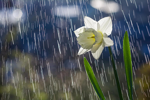 Новий тиждень в Україні розпочнеться з дощів - we.ua