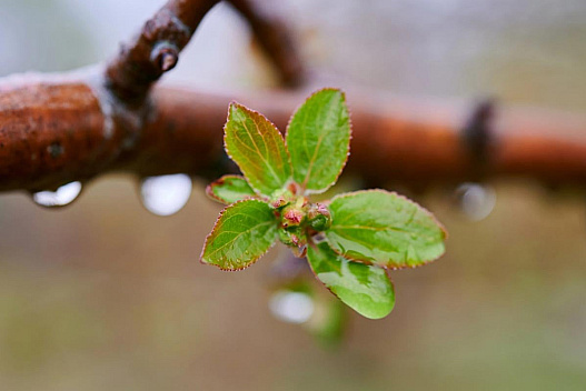 8 квітня погода в Києві остаточно зіпсується - we.ua