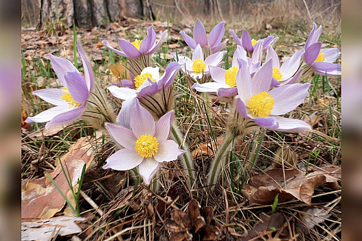 «Скромне потепління»: якою буде погода на Великдень - we.ua