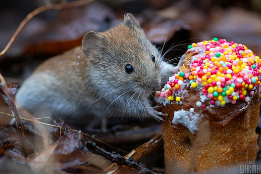 Синоптик розказав, яка погода буде в Україні на великодні вихідні - we.ua
