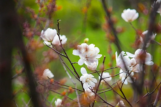 Уночі ще заморозки, але вдень вже відчутно теплішатиме - синоптики - we.ua