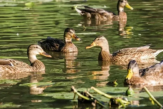 Прогноз погоди на 15 квітня: в Україні тепло та майже без опадів - we.ua