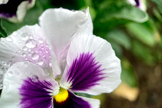 16 квітня порадує киян теплою погодою та невеликим весняним дощем - we.ua