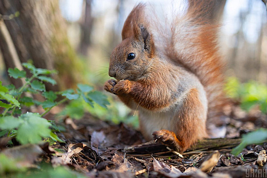 17 квітня в Києві стане на кілька градусів свіжіше - we.ua